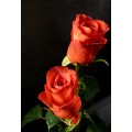 Roses - Terracota